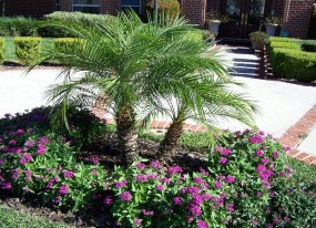 Landscaping Lakeland FL